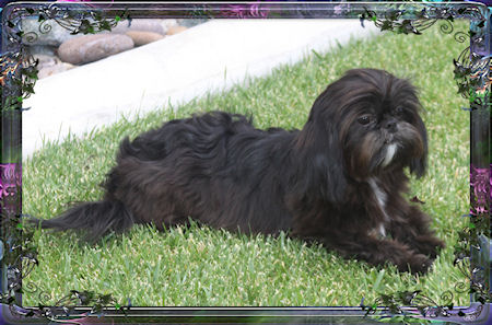 Aaron is a beautiful imperial male that lives in Las Vegas